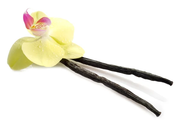 Palo de vainilla con flor —  Fotos de Stock