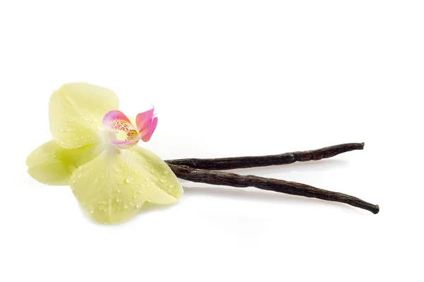 Vanillestokje met bloem — Stockfoto