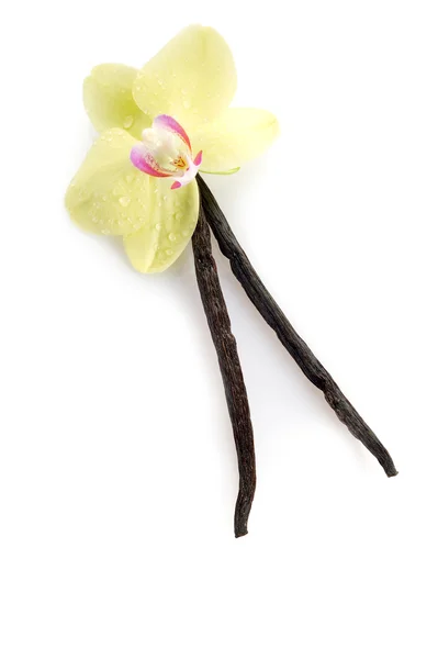 Βανίλια ραβδί με λουλούδι — Φωτογραφία Αρχείου