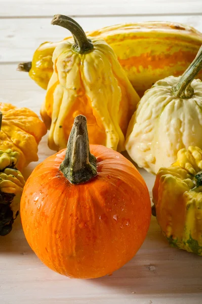Strange pumpkins on white — Stock Photo, Image