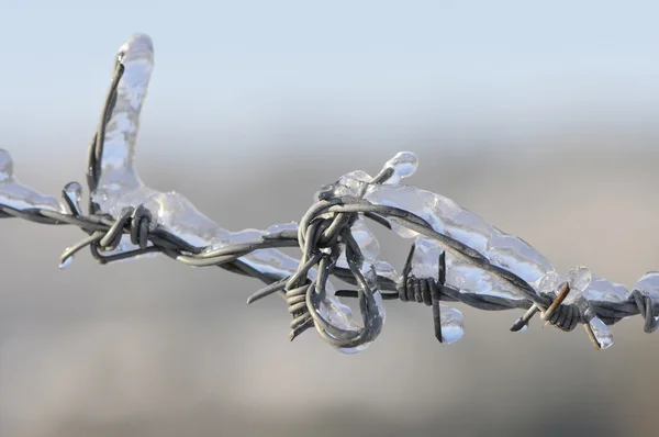 金属の有刺鉄線のアイス — ストック写真