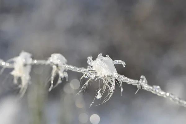 Iced barbed wire with little piece of fur — Stock Photo, Image