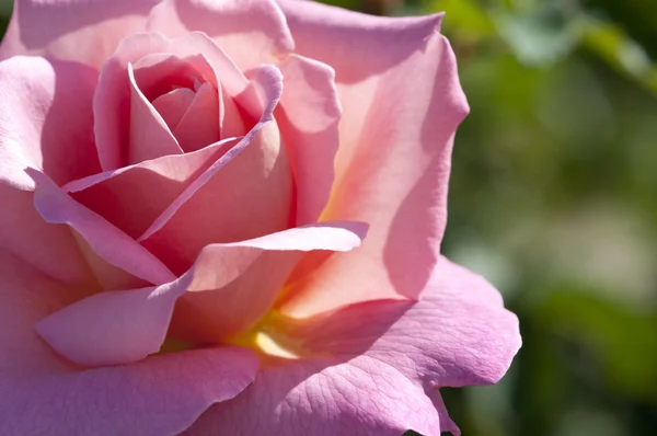 Ροζ τριαντάφυλλο Εικόνα Αρχείου