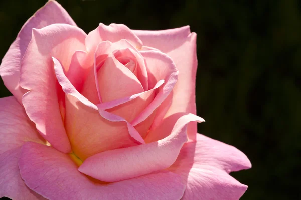 Ροζ τριαντάφυλλο Royalty Free Εικόνες Αρχείου