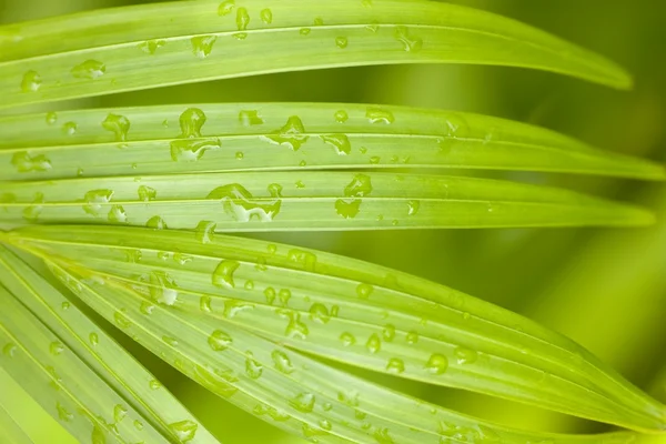 Verse tropische palm na de regen-achtergrond — Stockfoto