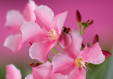 Pink Oleander Flower Background clipart