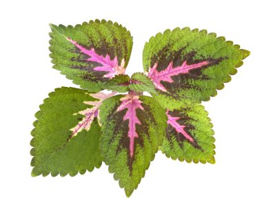 izole tropikal coleus bitki