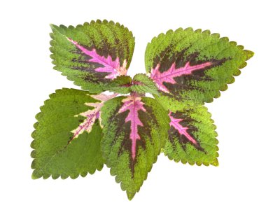Tropical Coleus Plant Isolated clipart