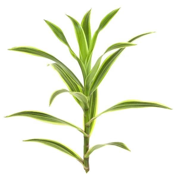 Tropische dracaena plant geïsoleerd op wit — Stockfoto