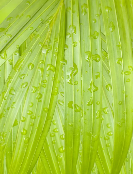 Svěží tropické palmové listy s deštěm kapek pozadí — Stock fotografie