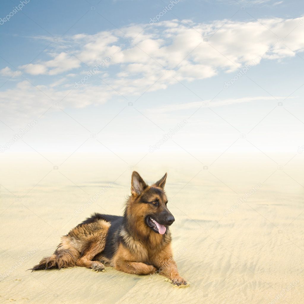 Healthy and Happy German Shepherd Dog