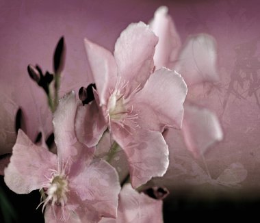 Oleander Flower Art Digital Painting clipart