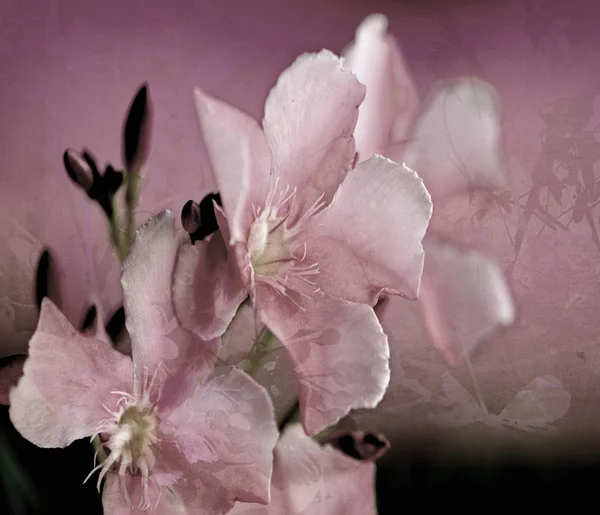 Цифровая живопись цветов Олеандра — стоковое фото