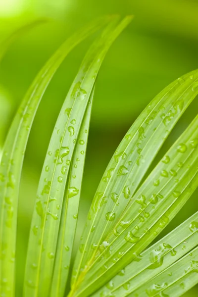 Folhas de palma tropicais e gotas de chuva — Fotografia de Stock