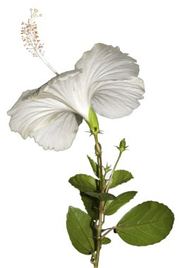 White Hibiscus with Foliage Iisolated clipart