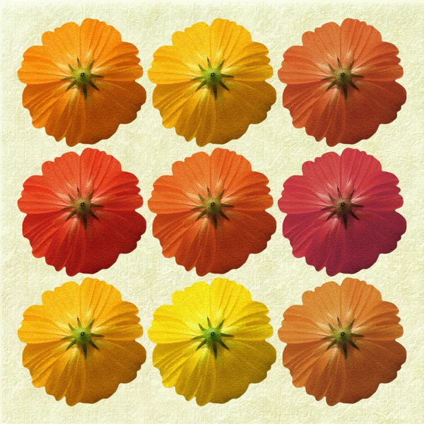 Warme saisonale Blumen auf cremefarbenem Hintergrund lizenzfreie Stockfotos