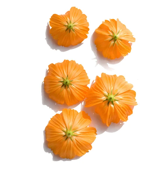 Sonnige orange umgekehrte Blüten Stockbild