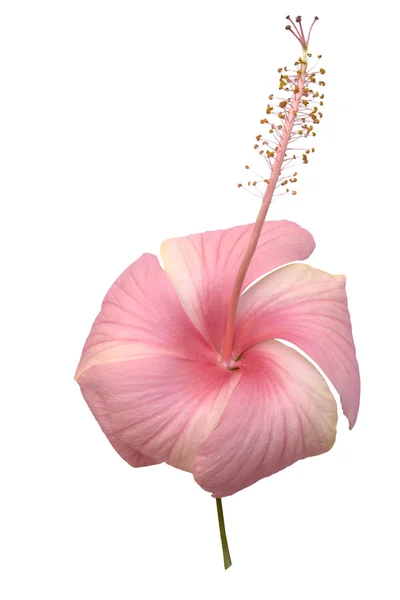 分離された柔らかいキャンディ ピンク円形ハイビスカスの花 — ストック写真