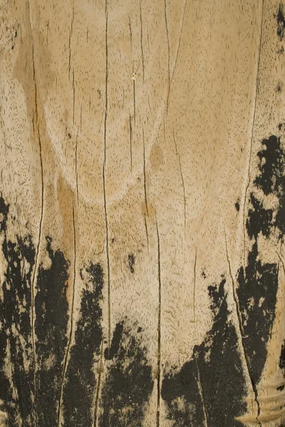Dřevo beach prkno s pozadím detaily obilí — Stock fotografie