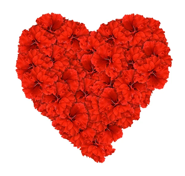 Roter Hibiskus valentin liebe herz isoliert lizenzfreie Stockfotos