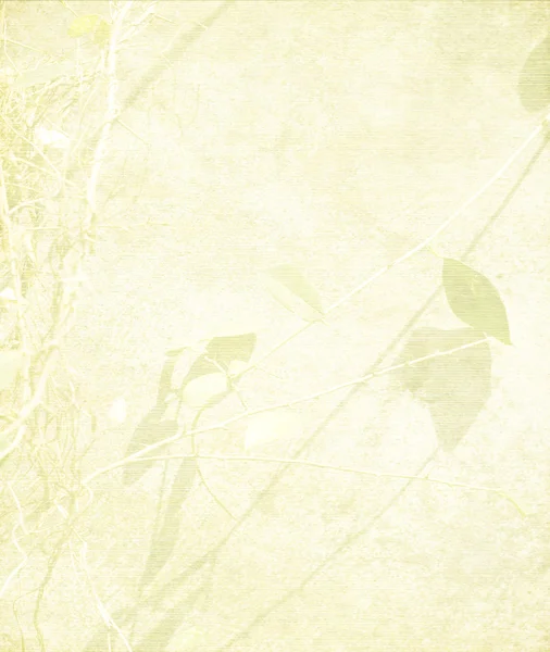 Ramo de emaranhado e folhas no papel de pêssego pálido — Fotografia de Stock
