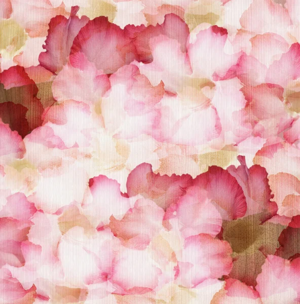 Róża pustyni różowy i czerwony chmura płatki — Zdjęcie stockowe
