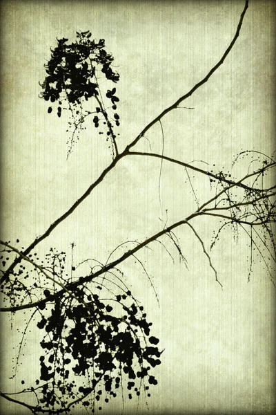 늑 골이 있는 양피지에 검은 꽃 실루엣 — 스톡 사진