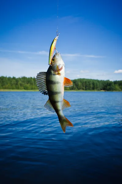 Perch caught on the hook Stock Image