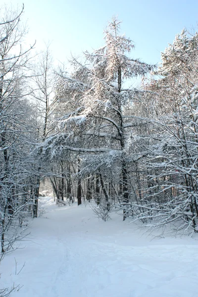 stock image Winter forest