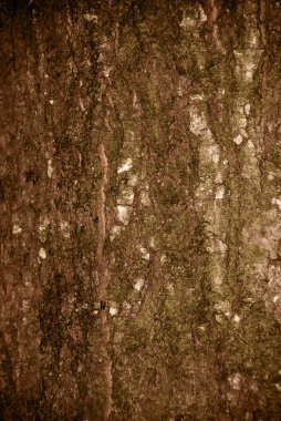 Bark texture clipart