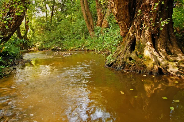 stock image Creek in the woods