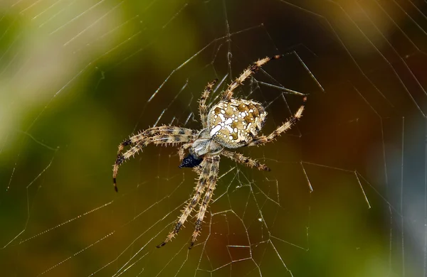 Кросс-паук — стоковое фото