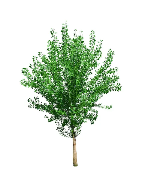 Poplar tree — Stockfoto