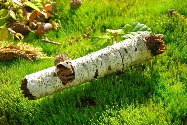 Szczegółowo piętro lasu brzoza — Zdjęcie stockowe