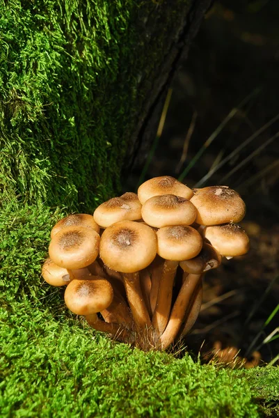 stock image Mushrooms