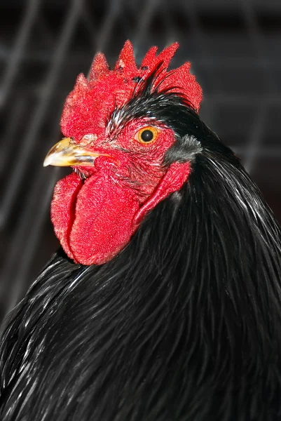 黒いオンドリ — ストック写真