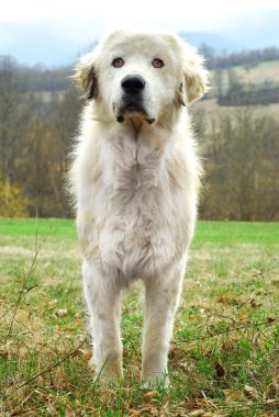 çoban köpeği