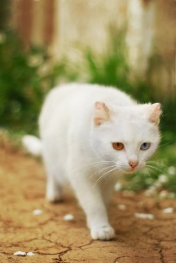 farklı gözler kedi