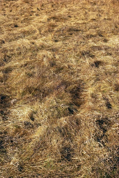 Сухое поле — стоковое фото