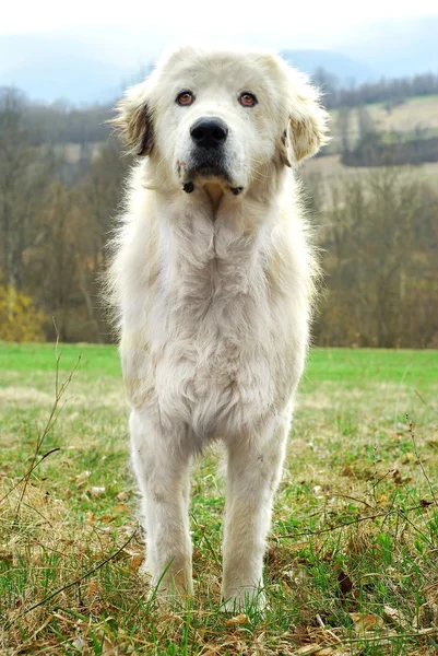 stock image Sheepdog