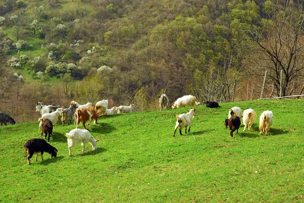 Goats on grass — Stock Photo, Image