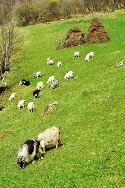 Cabras sobre hierba —  Fotos de Stock
