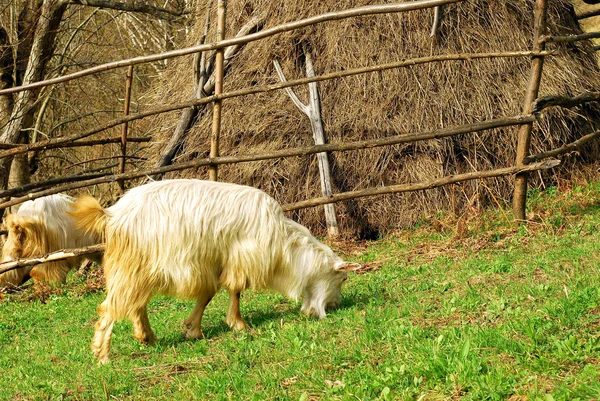 Cabra comiendo hierba —  Fotos de Stock