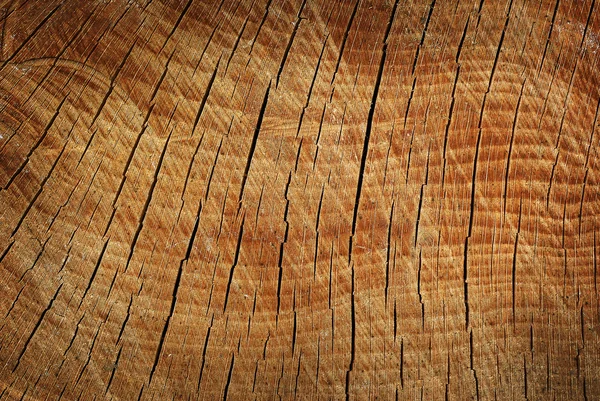 Drzewo sekcji tekstura — Zdjęcie stockowe