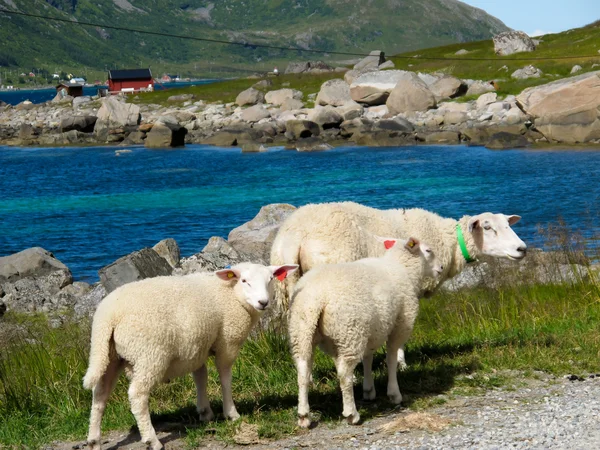 Stock image Norway landscape