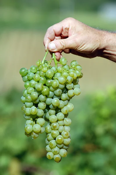 新鲜收获的葡萄 — 图库照片