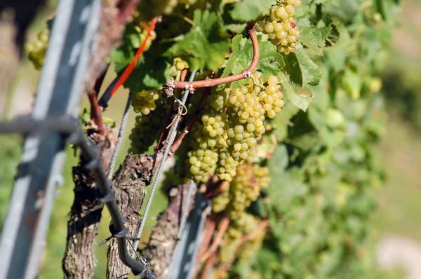 Fresh harvested grape — Stock Photo, Image