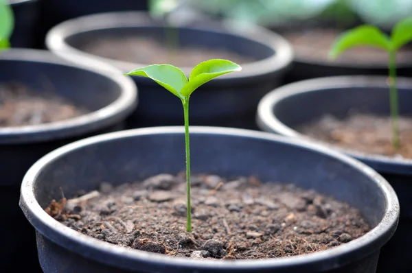 stock image Young plant