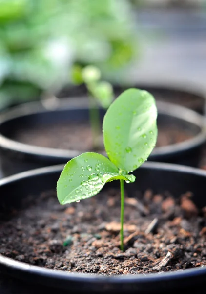 stock image Young plant