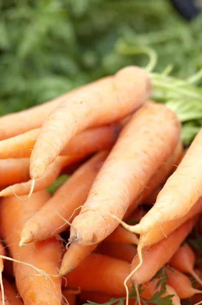 Fresh Carrots — Stock Photo, Image